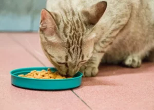 Comida para gatos pequeños casera