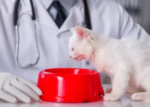 Como alimentar un gatito recién nacido