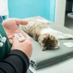 Mi Gato Orina Sangre Tratamiento Casero (2024)