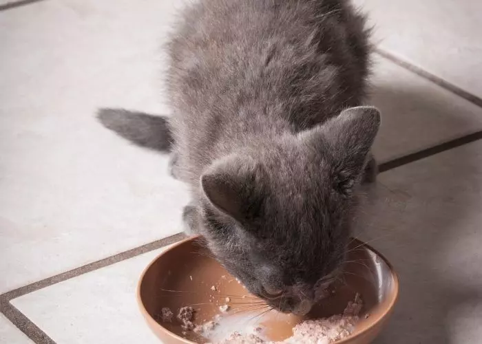 Que Puede Comer Un Gatito Bebe